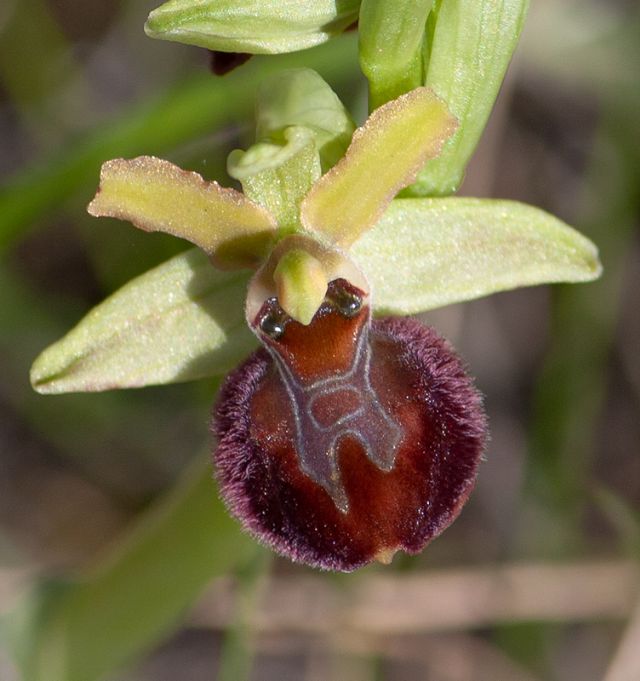 Ophrys della sezione Araniferae